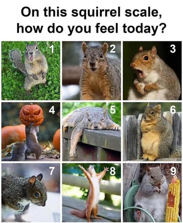 On This Squirrel Scale How Do You Feel Today America S Best Pics And Videos