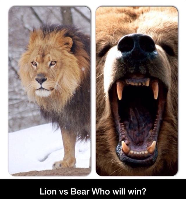 Lion vs Bear Who will win? Lion vs Bear Who will win? )