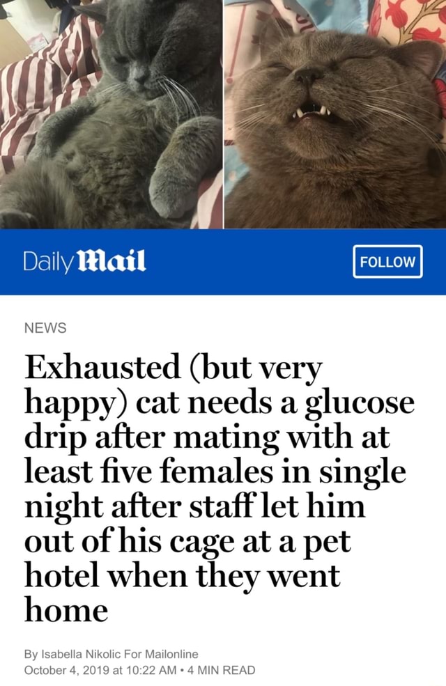 Exhausted (but very happy) cat needs a glucose drip after mating With