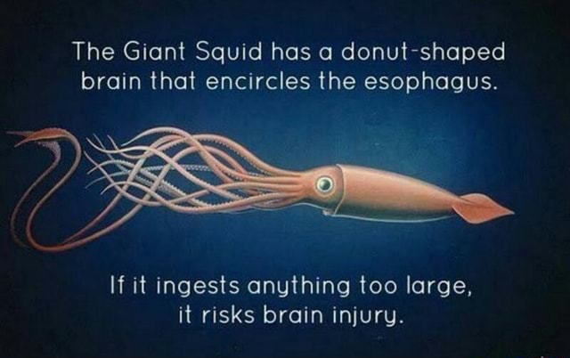 The Giant Squid hos a donut-shaped brain that encircles the esophagus ...