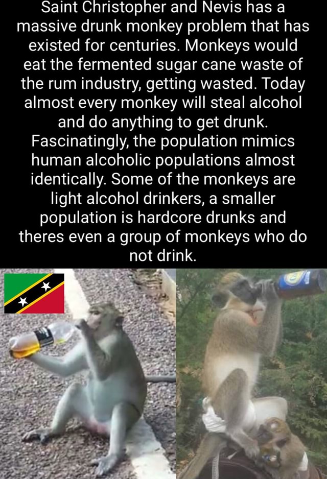 Saint Christopher and Nevis has a massive drunk monkey problem that has ...