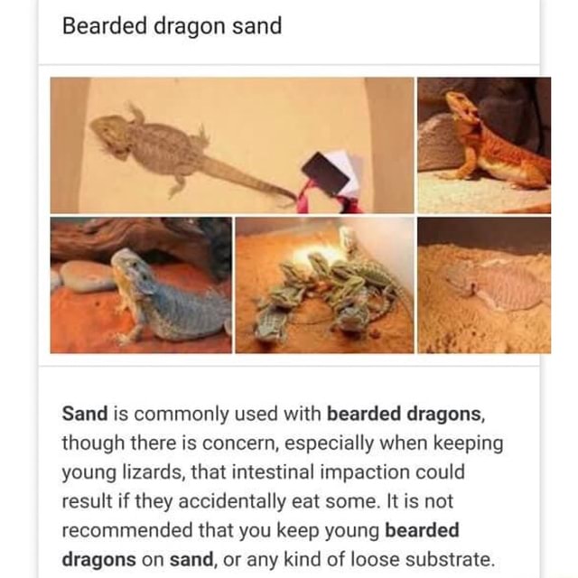 Bearded dragon sand Sand is commonly used with bearded dragons, though