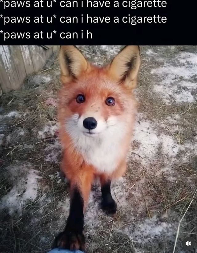 paws at you can i have a cigarette you. Photo taken by @wintcrws Why does my cat claw