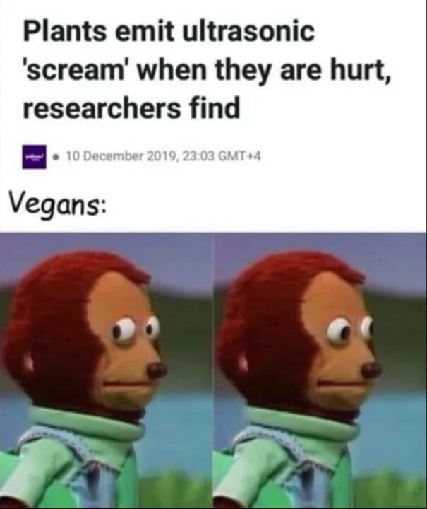 Plants emit ultrasonic 'scream' when they are hurt, researchers find