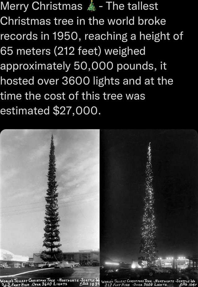 Merry Christmas The tallest Christmas tree in the world broke records