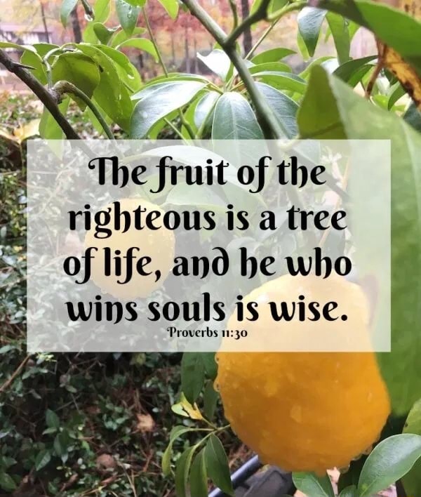 The fruit of the righteous is a tree of life, and he who wins souls is ...