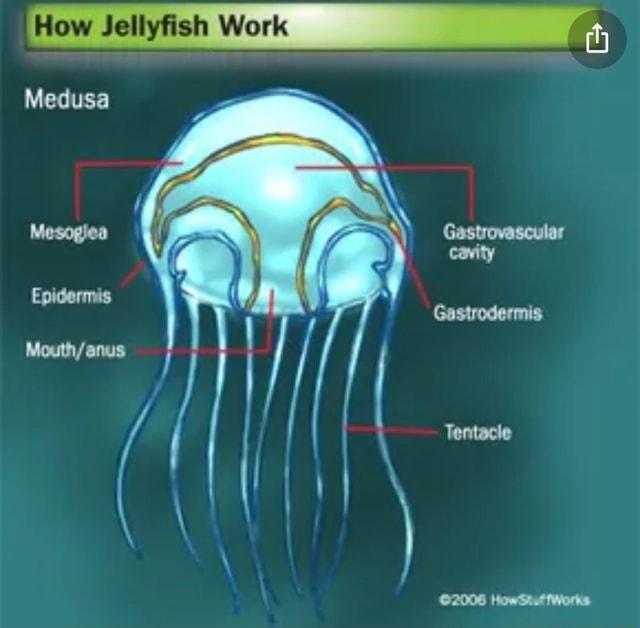 How Jellyfish Work Medusa iFunny