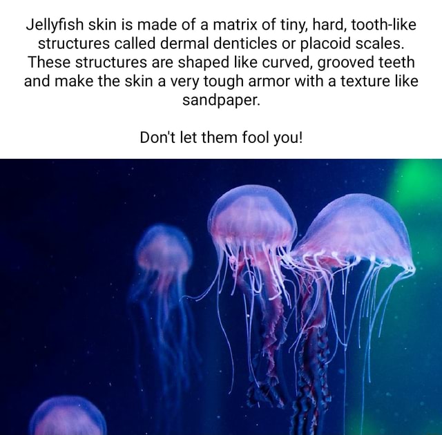 Jellyfish skin is made of a matrix of tiny, hard, tooth-like structures ...