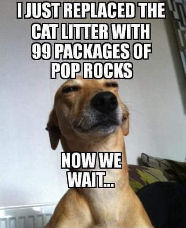 JUST REPLACED THE CAT LITTER WITH 99 PACKAGES OF POP ROCKS NOW WE WAIT