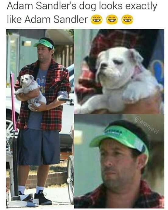 Adam Sandler’s dog looks exactly like Adam Sandler ai as as. )