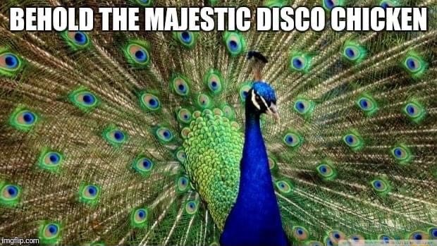 BEHOLD THE MAJESTIC DISCO CHICKEN - iFunny