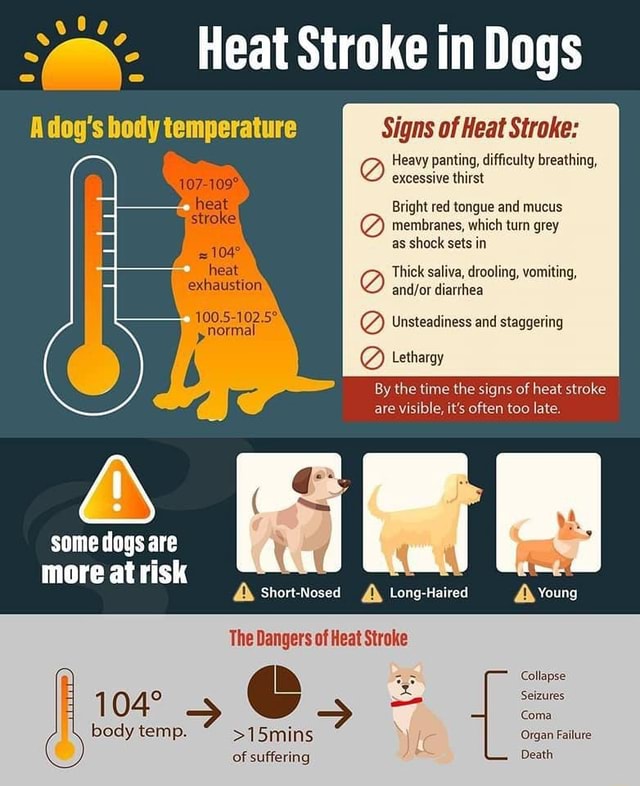 Heat Stroke in Dogs Signs of Heat Stroke: Heavy panting, difficulty ...