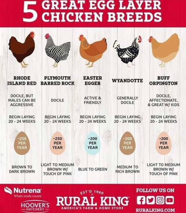 GREAT EGG LAYER CHICKEN BREEDS RHODE PLYMOUTH EASTER WYANDOTTE