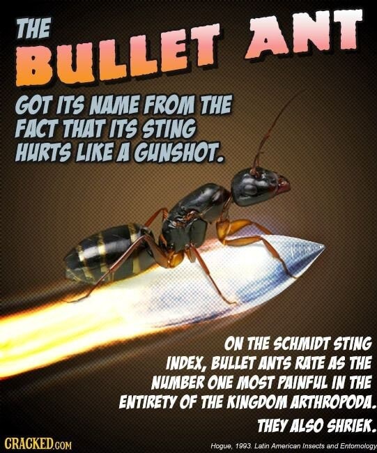 et-ant-got-its-name-from-the-fact-that-its-sting-hurts-like-a-gunshot