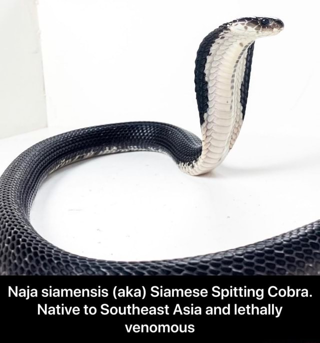 Naja Siamensis (aka) Siamese Spitting Cobra. Native To Southeast Asia ...