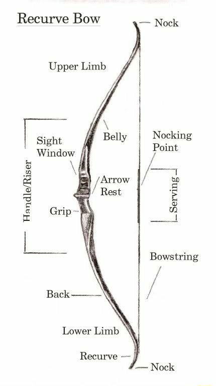 the-upper-limbs-human-anatomy-and-physiology-lab-bsb-141