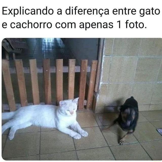 Explicando a diferença entre gato e