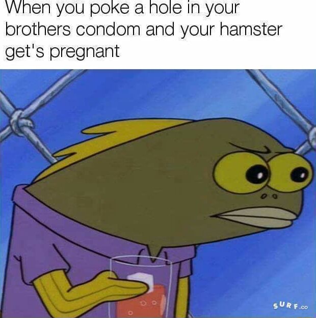 Vvnen You Poke A Hole In Your Brothers Condom And Your Hamster Gets Pregnant Sure Co Ifunny 