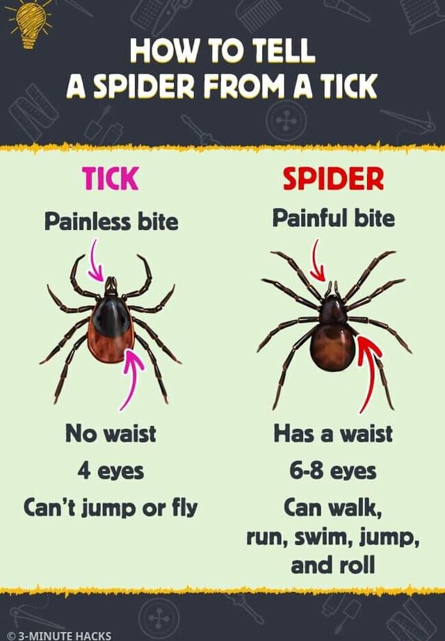 HOW TO TELL A SPIDER FROM A TICK TICK SPIDER Painless bite Painful bite ...