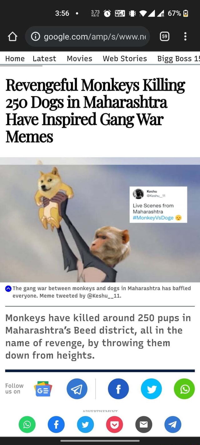 Revengeful Monkeys Killing 250 Dogs in Maharashtra Have Inspired Gang War  Memes - News18