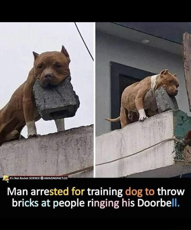 It's Not Rocket SCIENCE AMAZINGFACT.CO Man arrested for training dog to