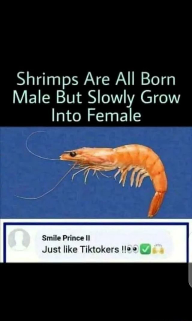 Shrimps Are All Born Male But Slowly Grow Into Female iFunny