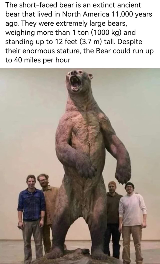 The short-faced bear is an extinct ancient bear that lived in North ...