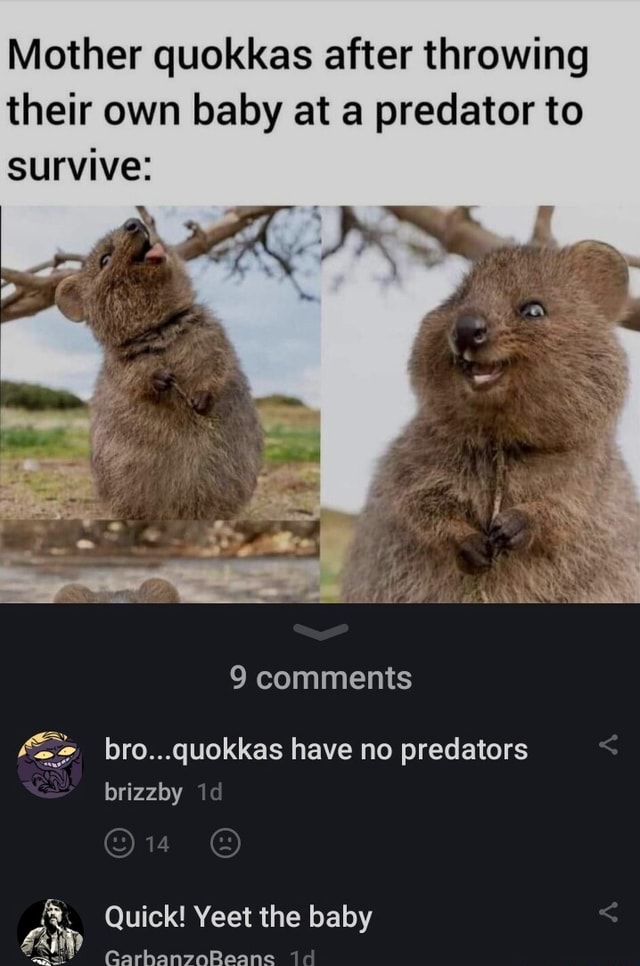 Mother quokkas after throwing their own baby at a predator to survive ...