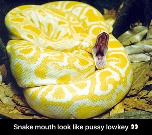 In pussy snake Snake real