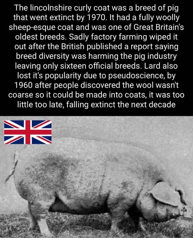The lincolnshire curly coat was a breed of pig that went extinct by