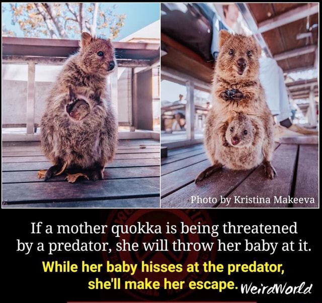 If a mother quokka is being threatened by a predator, she Will throw
