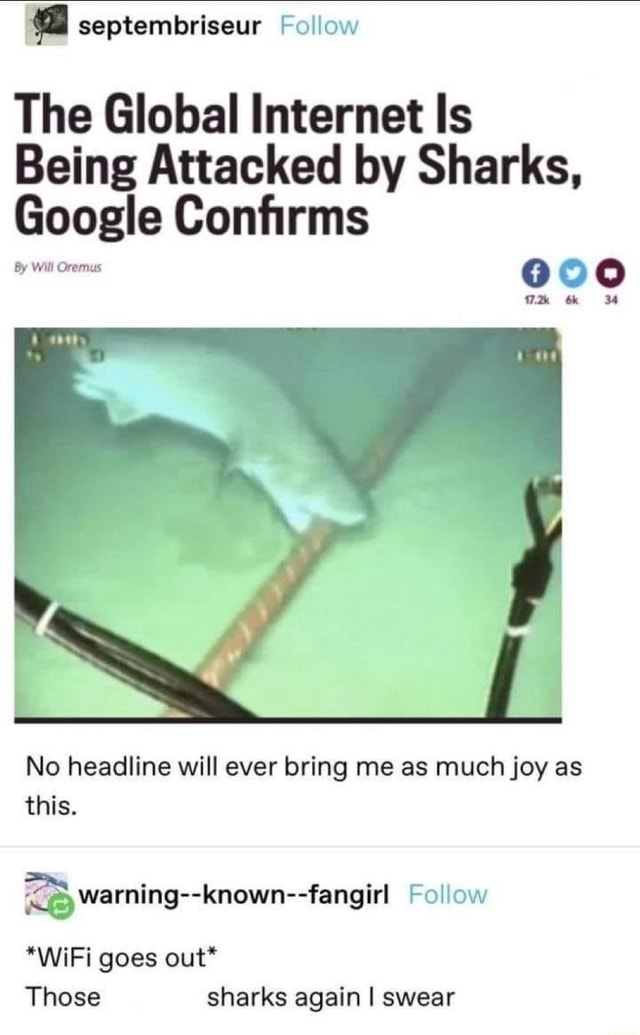 The Global Is Being Attacked by Sharks, Google Confirms 000 By