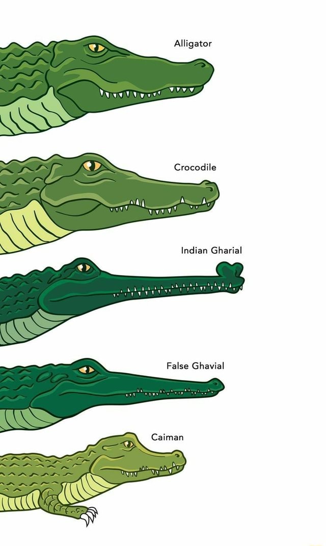 Alligator Crocodile Indian Gharial False Ghavial Caiman SS - iFunny