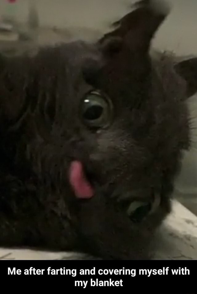 Me after farting and covering myself with my blanket Me after farting