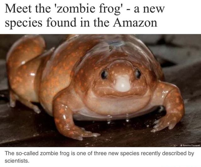 Meet the 'zombie frog' – DW – 07/05/2021