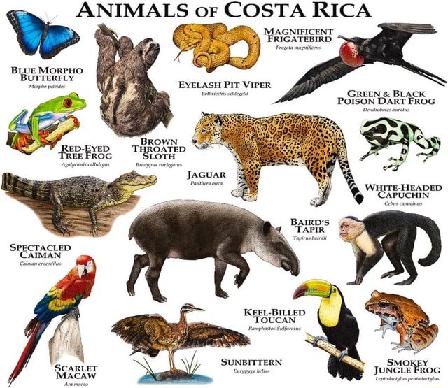 ANIMALS OF COSTA RICA MAGNIFICENT FRIGATEBIRD * Pregata magnificens ...
