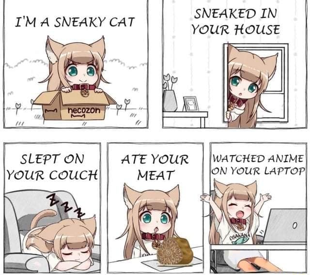 SNEAKED IN YOUR HOUSE I'M SNEAKY CAT WATCHED ANIME ON YOUR LAPTOP ...