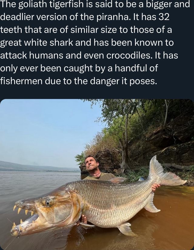 The goliath tigerfish is said to be a bigger ana deadlier version of