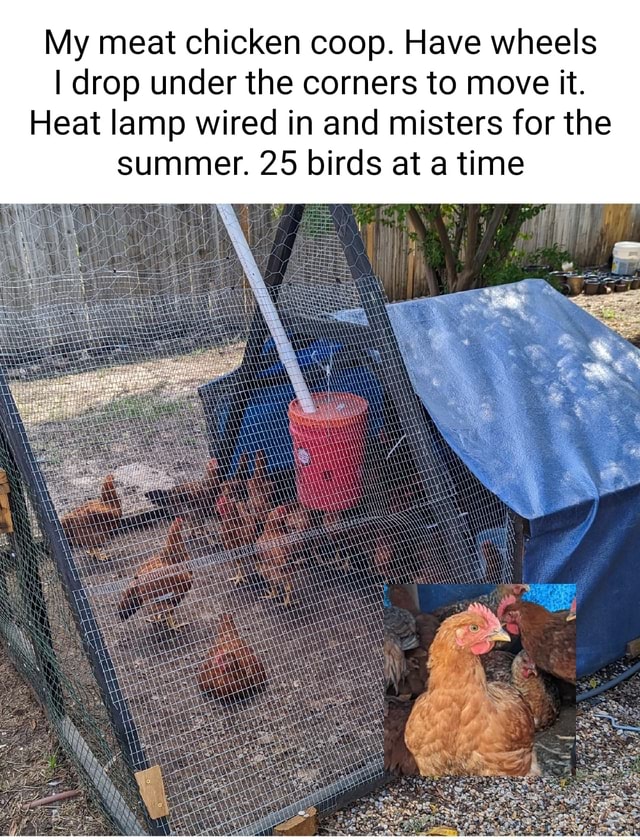 My meat chicken coop. Have wheels I drop under the corners to move it