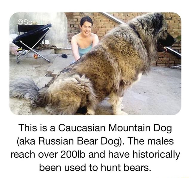 aka russian bear dog
