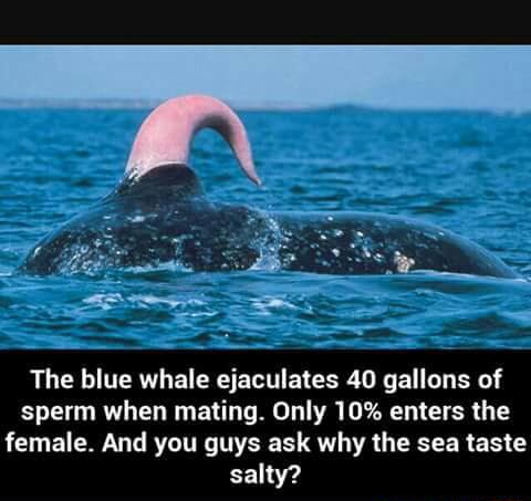 1112 blue whale ejaculates 40 gallons of sperm when mating. Only 10% ...