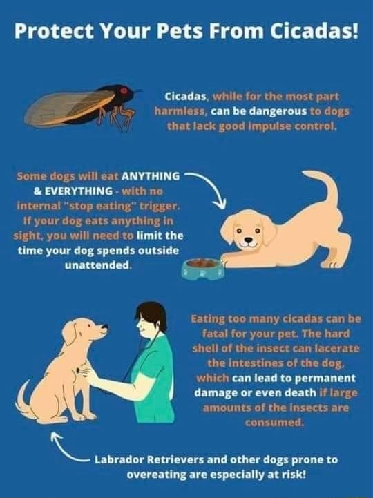 Protect Your Pets From Cicadas! Cicadas, while for the most part