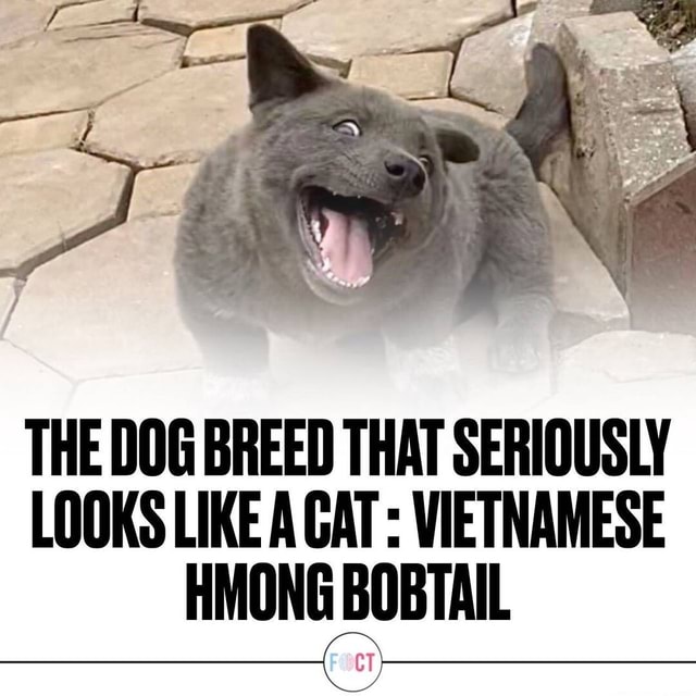 THE DOG BREED THAT SERIOUSLY LOOKS LIKE A CAT VIETNAMESE HMONG