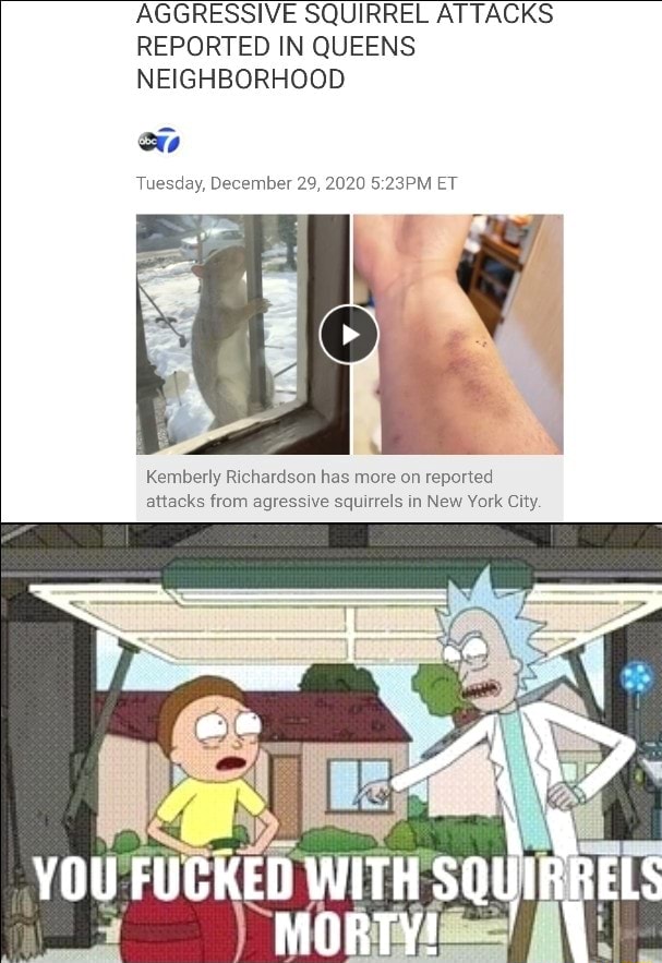 AGGRESSIVE SQUIRREL ATTACKS REPORTED IN QUEENS NEIGHBORHOOD ow Tuesday