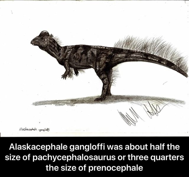 Alaskacephale gangloffi was about half the size of pachycephalosaurus ...