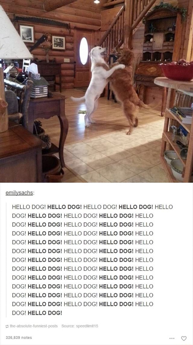 Emilysachs; HELLO DOG! HELLO DOG! HELLO DOG! HELLO DOG! HELLO DOG ...