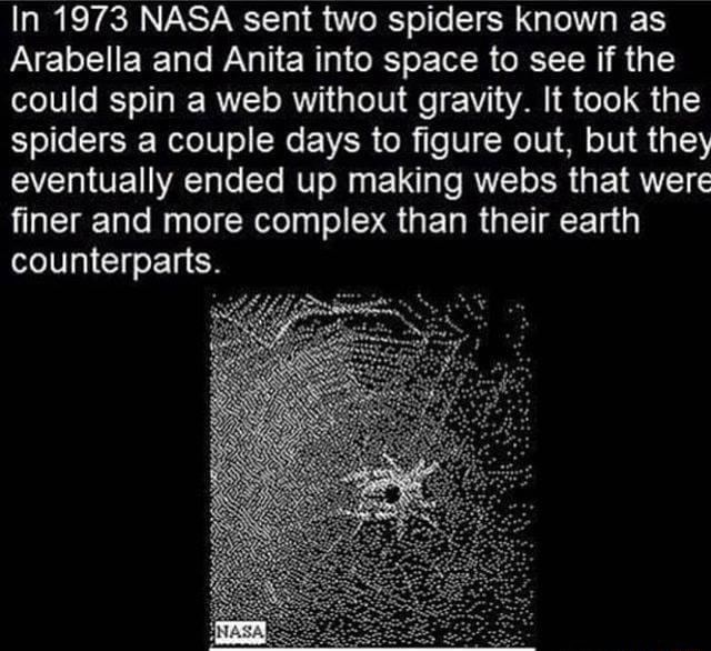 In 1973 NASA sent two spiders known as Arabella and Anita into space to