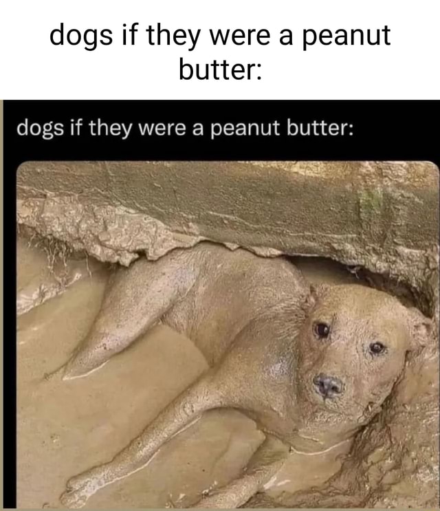 Dogs if they were a peanut butter dogs if they were a peanut butter