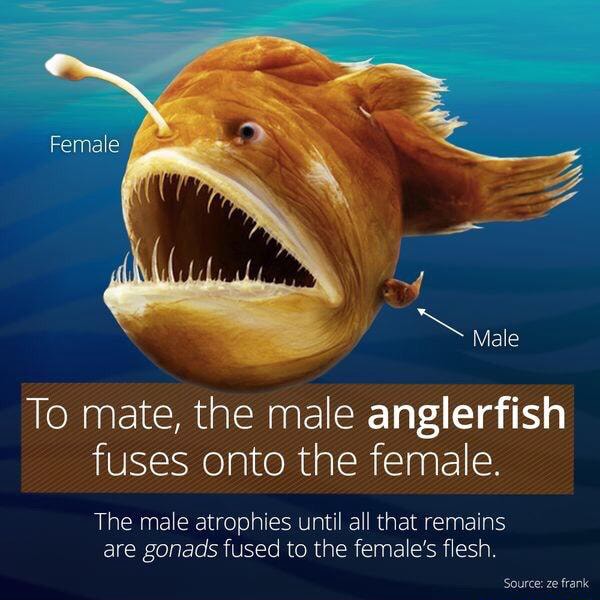 To mate, the male anglerfish fuses onto the female. The mate atrophies ...