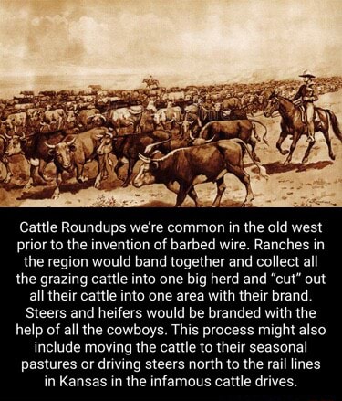 Cattle Roundups we're common in the old west prior to the invention of ...